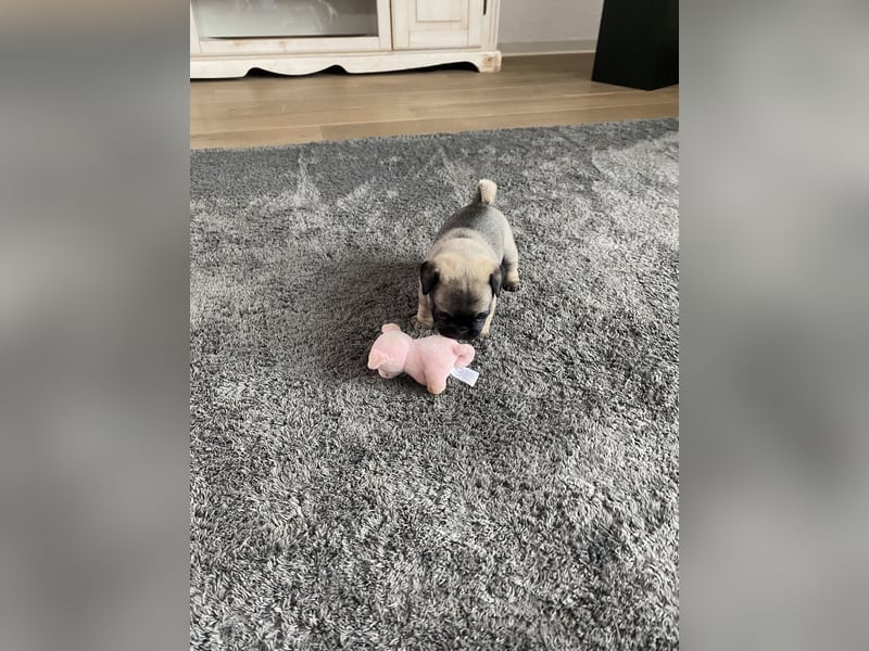 Mops Französisch Bulldoggen (Frops ) Mischlinge