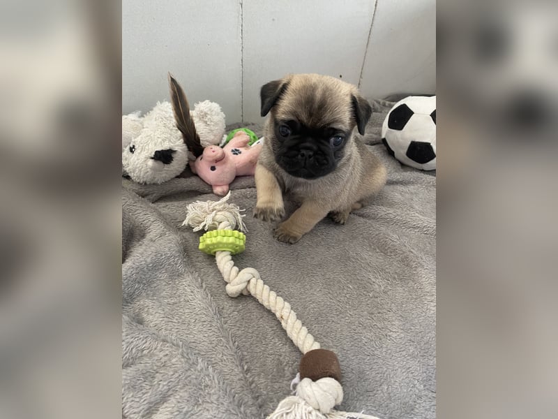 Mops Französisch Bulldoggen (Frops ) Mischlinge