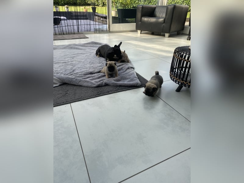 Mops Französisch Bulldoggen (Frops ) Mischlinge