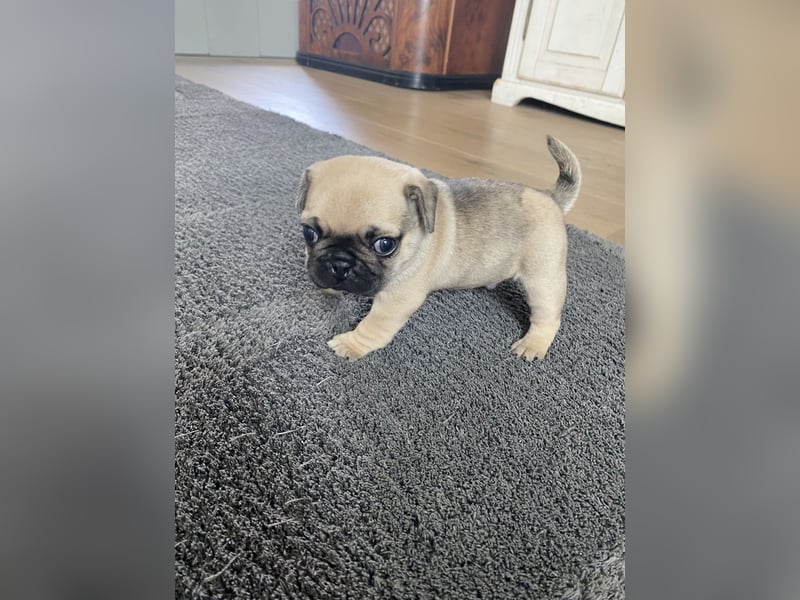 Mops Französisch Bulldoggen (Frops ) Mischlinge