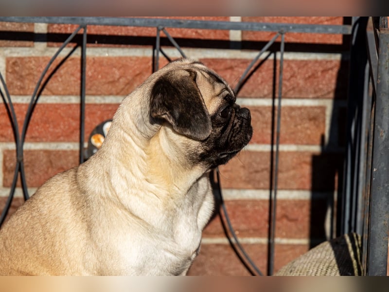 Retro Mops Welpen / Altdeutscher Mops