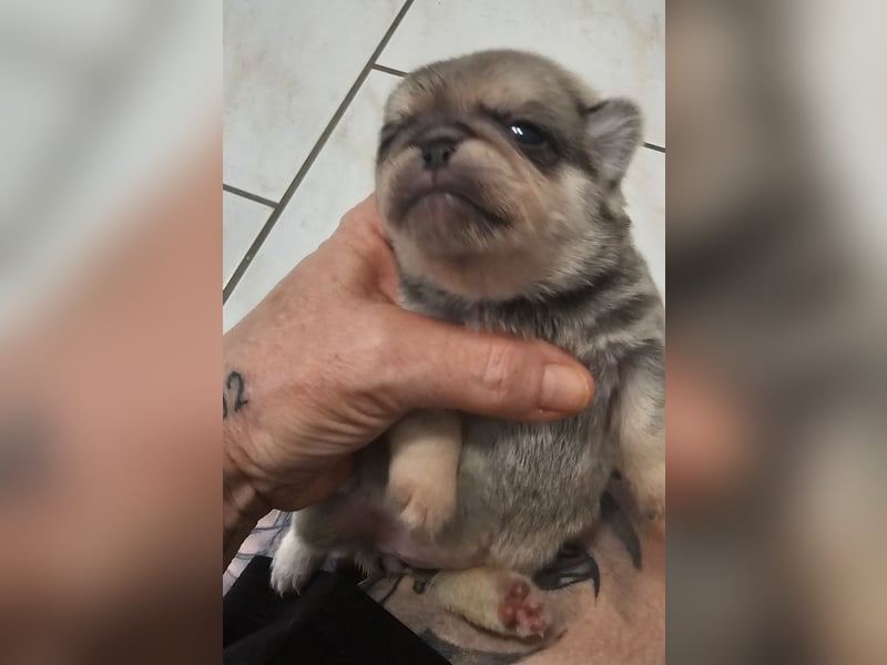 Altdeutsche Mopswelpen schwarz ,beige, Chinchilla