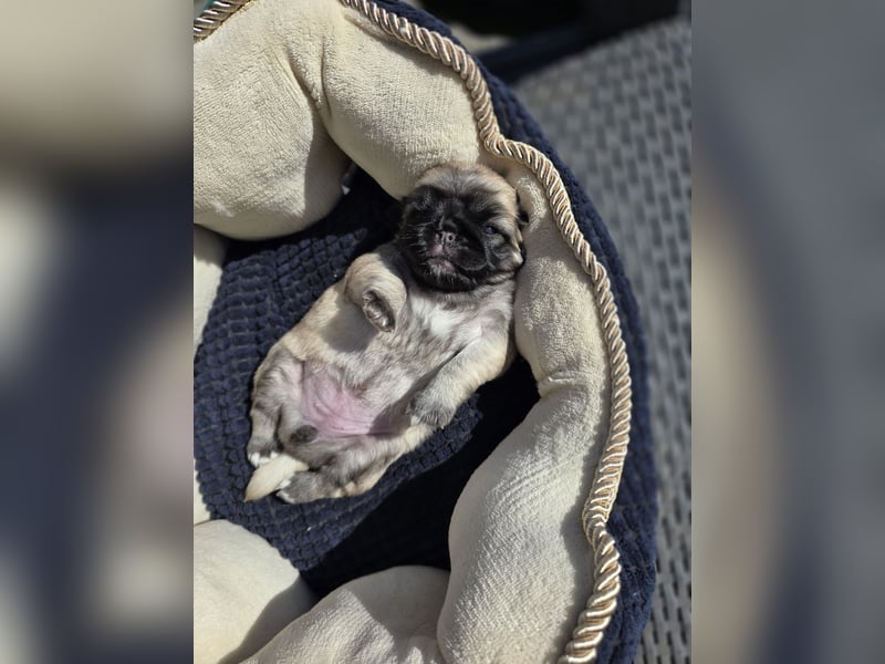 Mops Welpen