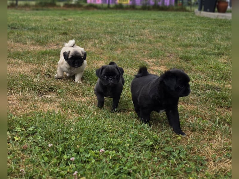 Mops Welpen