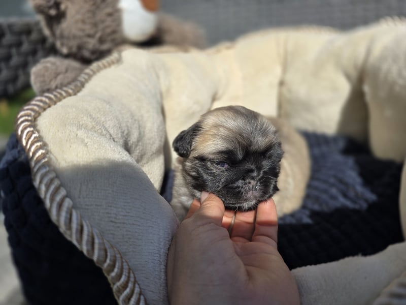 Mops Welpen