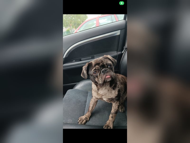Meine Mops Hündin Cookie
