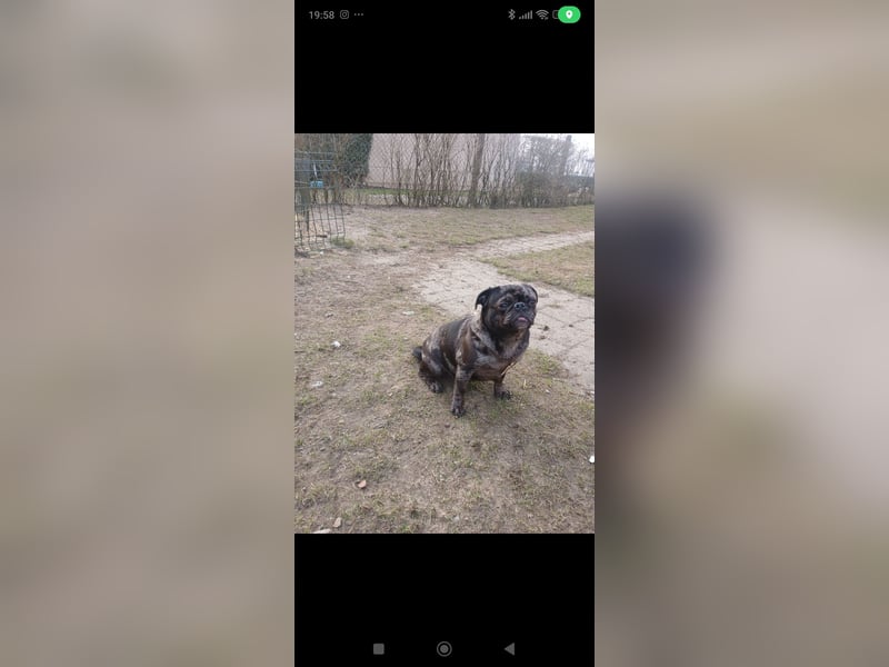 Meine Mops Hündin Cookie