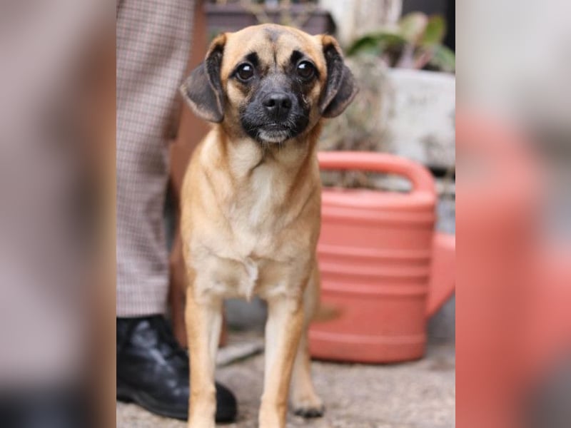 Fely ❤️ junges, liebes Mops-Mädchen