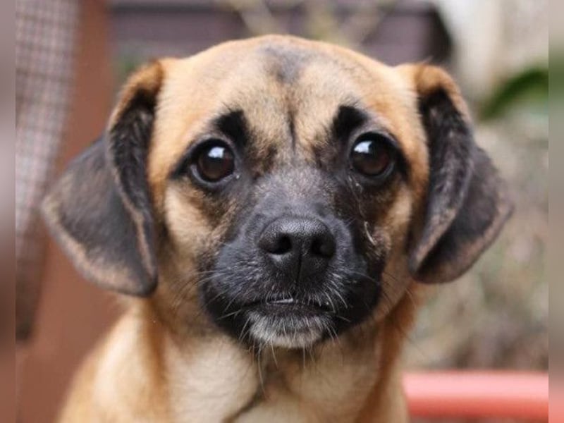 Fely ❤️ junges, liebes Mops-Mädchen