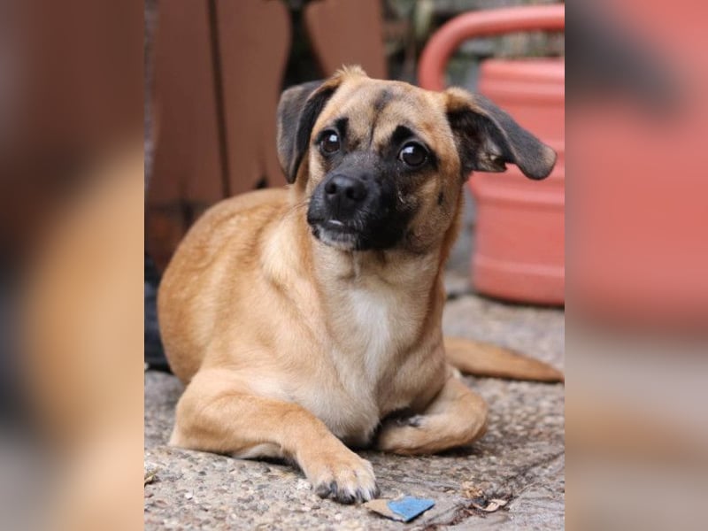 Fely ❤️ junges, liebes Mops-Mädchen