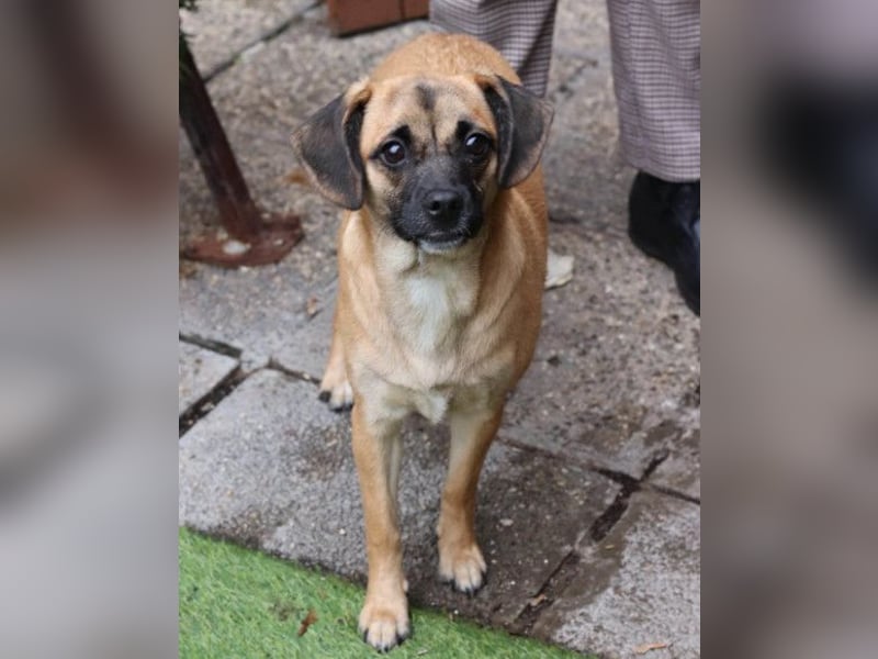 Fely ❤️ junges, liebes Mops-Mädchen