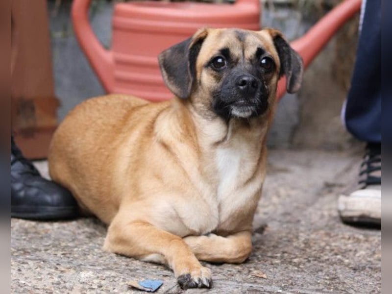 Fely ❤️ junges, liebes Mops-Mädchen