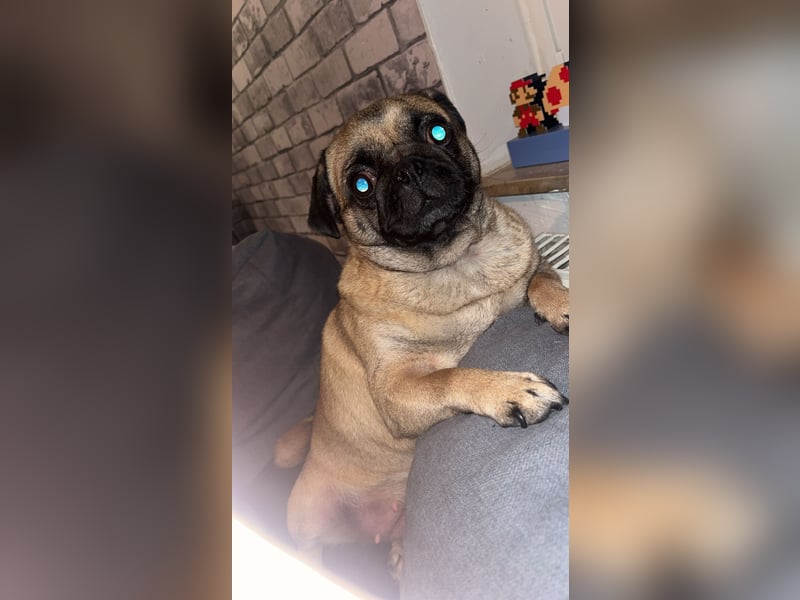 Mops