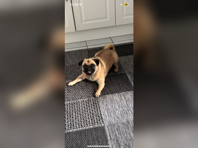 Mops