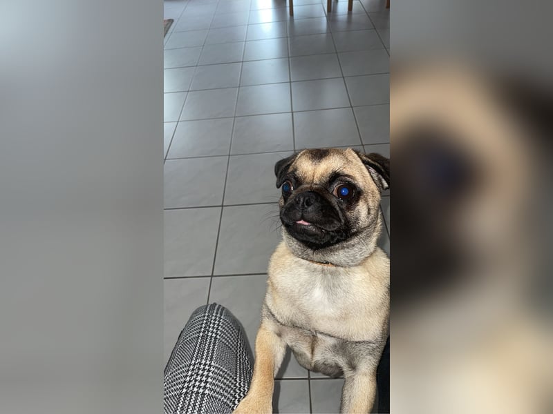 Mops