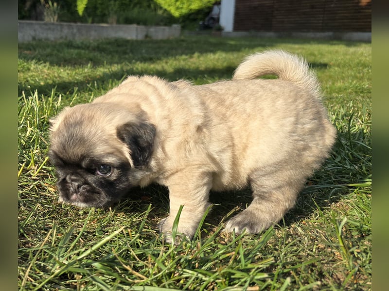 Mops Welpen  ( Altdeutsche )