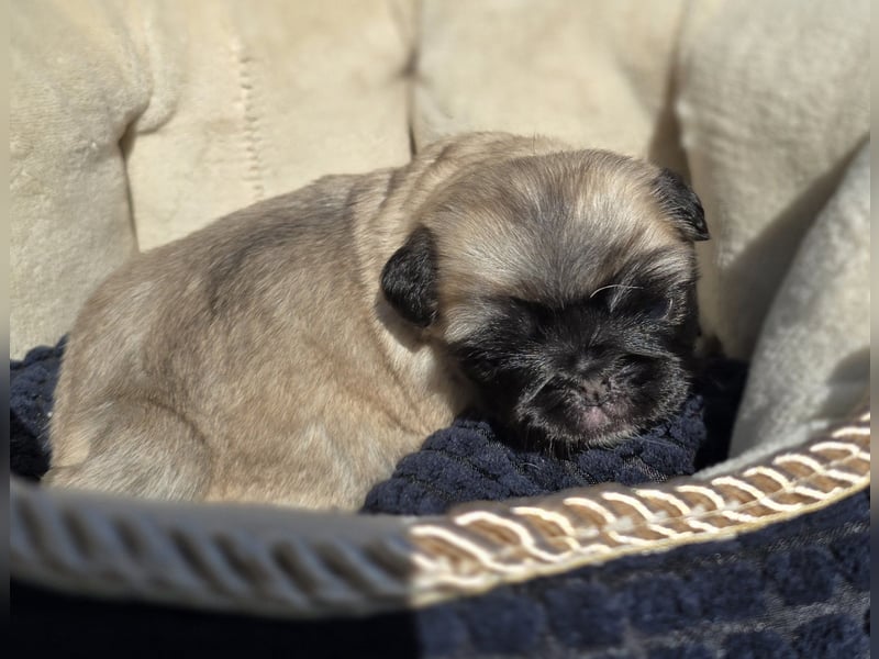 Mops Welpen  ( Altdeutsche )