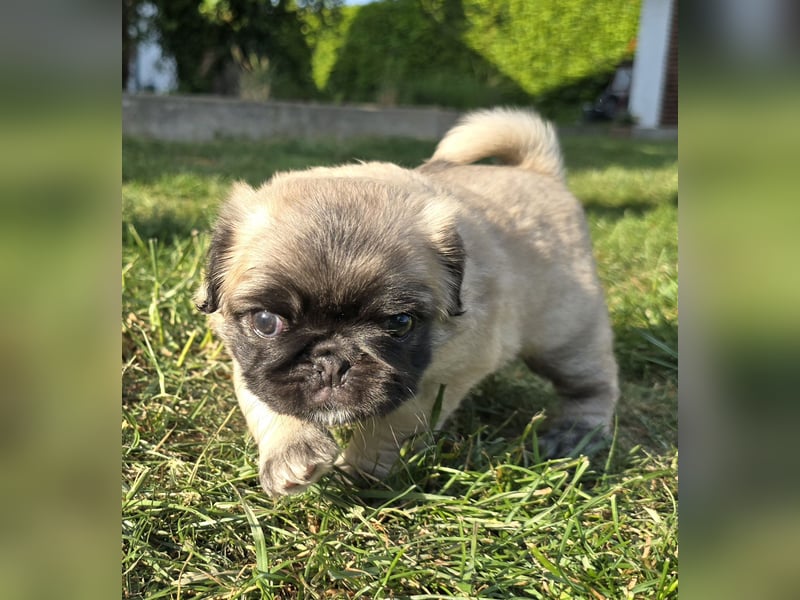 Mops Welpen  ( Altdeutsche )