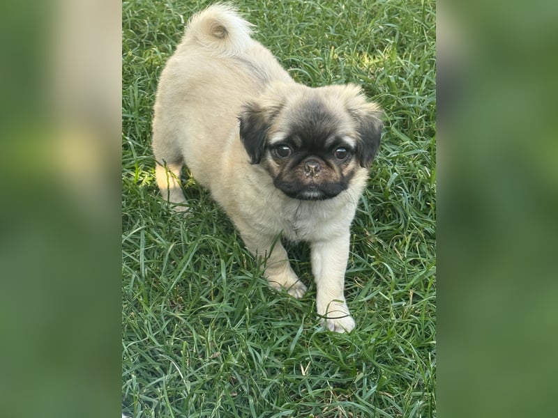 Mops Welpen  ( Altdeutsche )