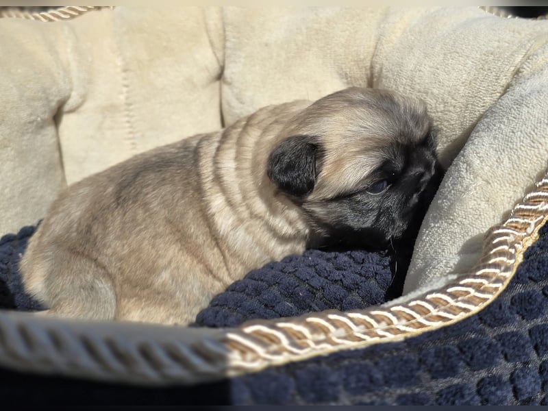 Mops Welpen  ( Altdeutsche )