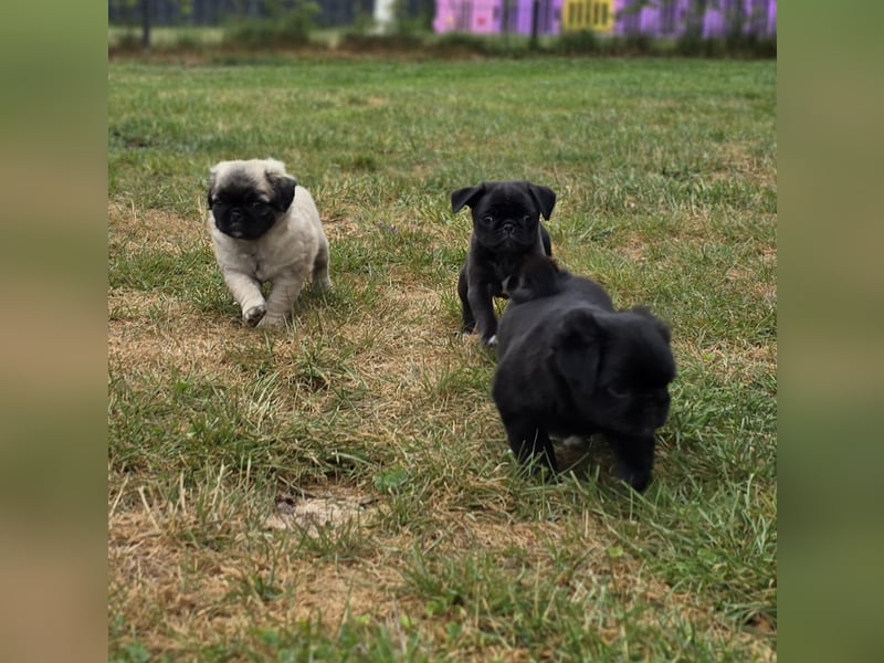 Mops Welpen  ( Altdeutsche )