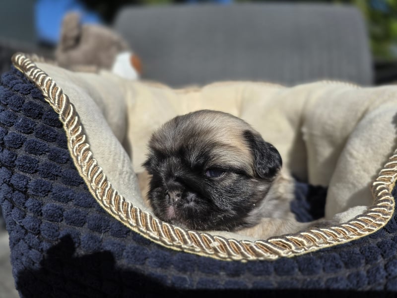 Mops Welpen  ( Altdeutsche )