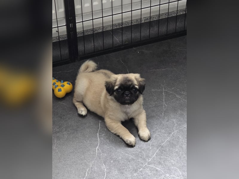 Mops Welpen  ( Altdeutsche )