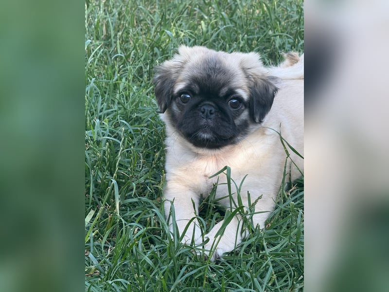 Mops Welpen  ( Altdeutsche )
