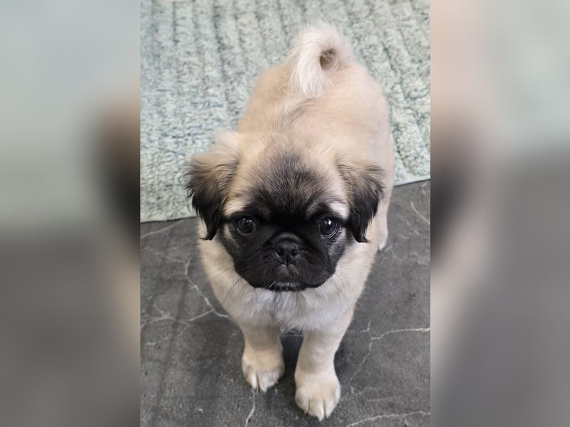 Mops Welpen  ( Altdeutsche )