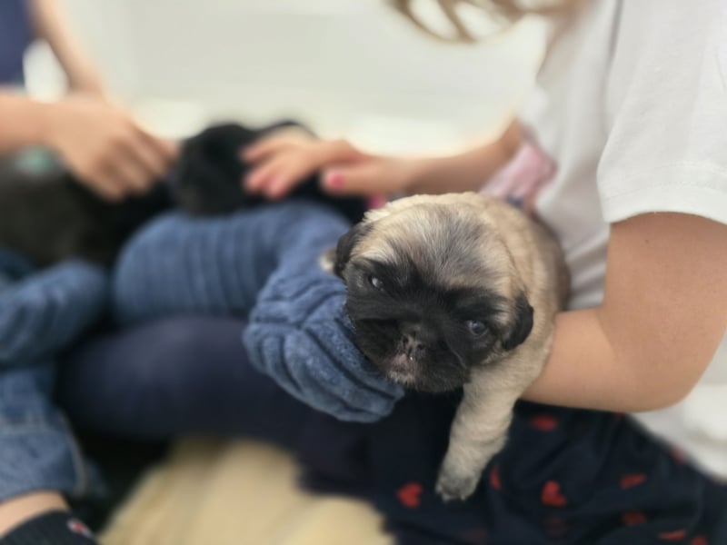 Mops Welpen  ( Altdeutsche )