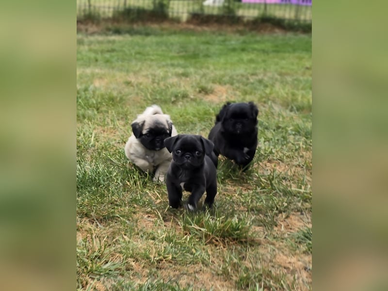 Mops Welpen  ( Altdeutsche )