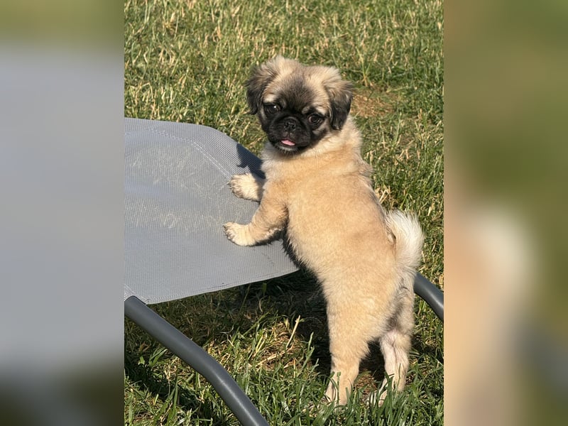 Mops Welpen  ( Altdeutsche )