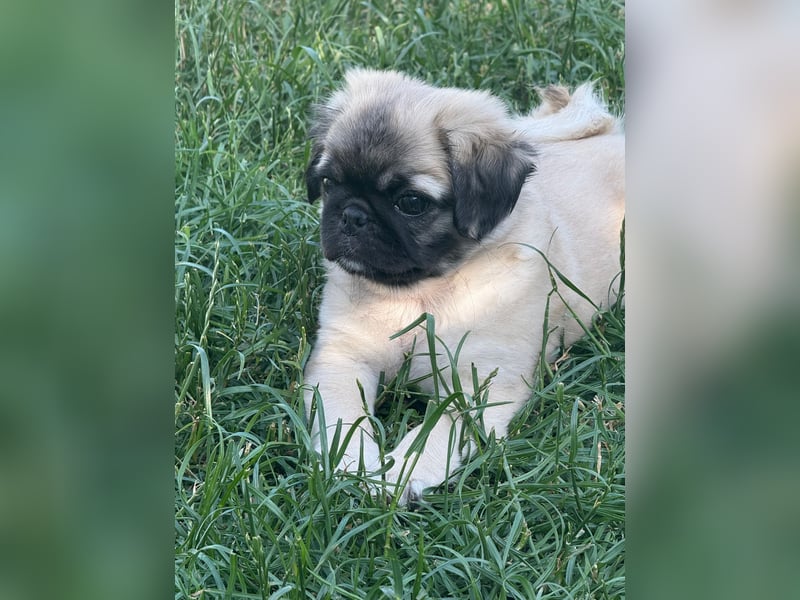 Mops Welpen  ( Altdeutsche )