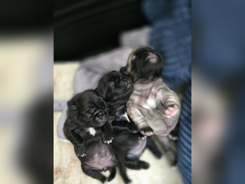 Mops Welpen  ( Altdeutsche )