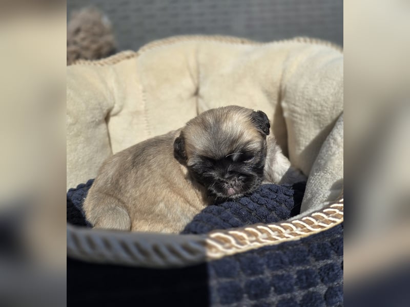 Mops Welpen  ( Altdeutsche )