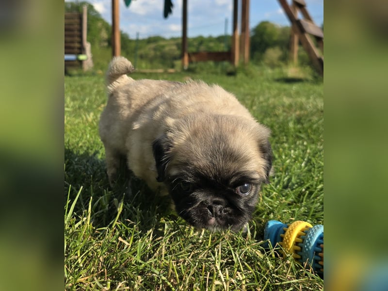 Mops Welpen  ( Altdeutsche )