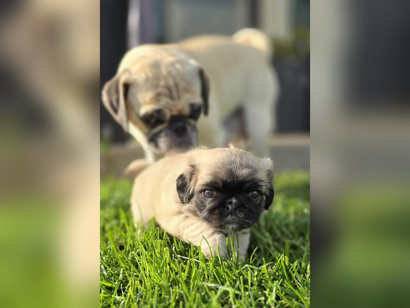 Mops Welpen  ( Altdeutsche )