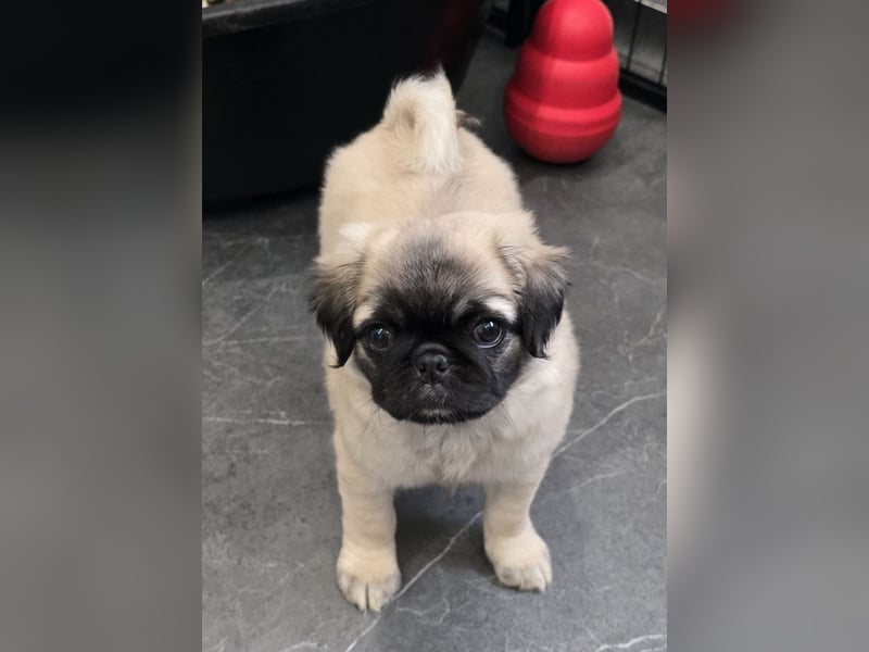 Mops Welpen  ( Altdeutsche )