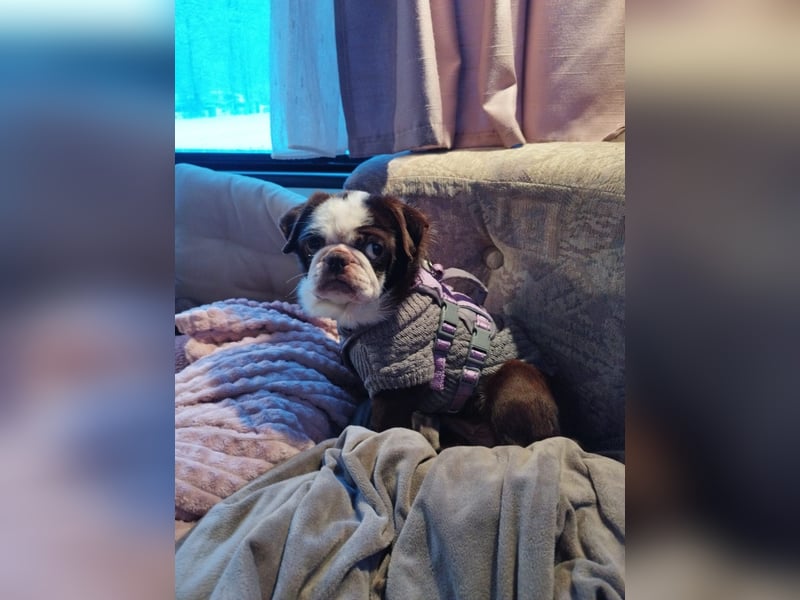 Mops Liebhaber gesucht