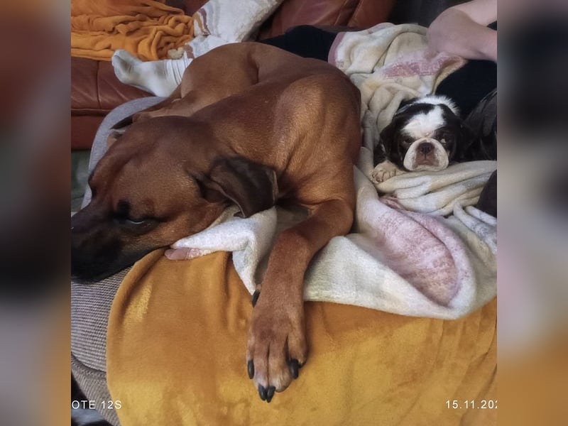 Mops Liebhaber gesucht