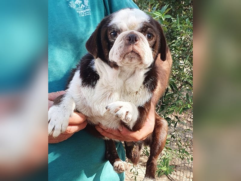 Mops Liebhaber gesucht