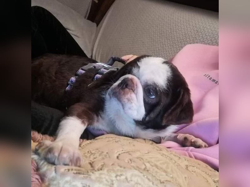 Mops Liebhaber gesucht