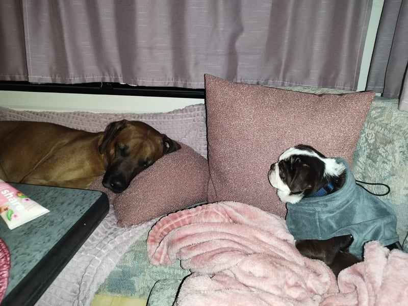 Mops Liebhaber gesucht