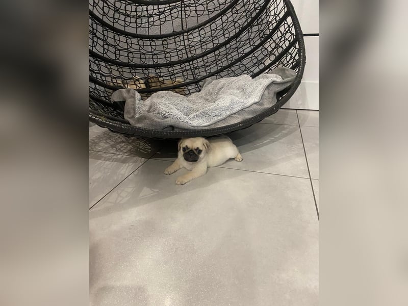Mops Welpen