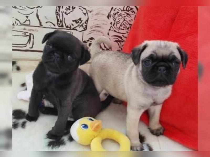 Perfekte Reinrassige Mops Welpen