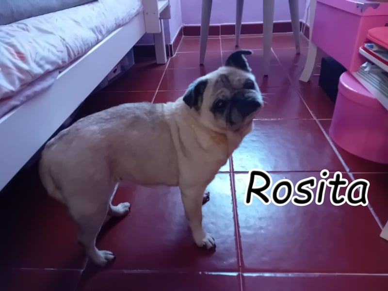 Zeigen Sie Rosita noch ein paar altersgerechte Abenteuer?