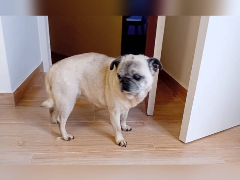 Rosita, Mops