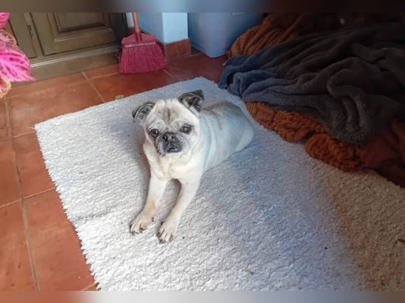 Rosita, Mops