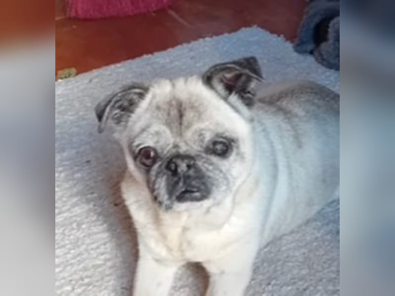 Rosita, Mops