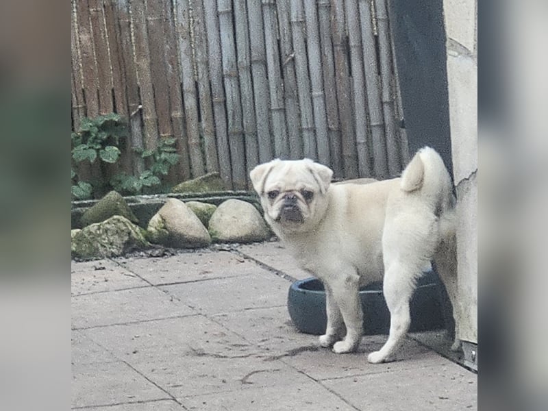 Mops Hündin creme 1 jährig